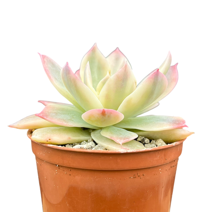 Echeveria subsessilis f. variegata