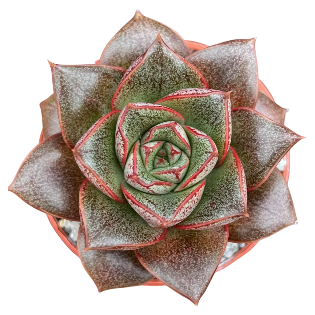 Echeveria 'Dionysos'