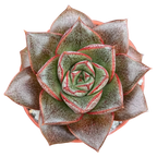 Echeveria 'Dionysos'