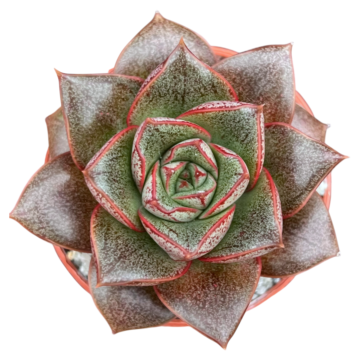Echeveria 'Dionysos'