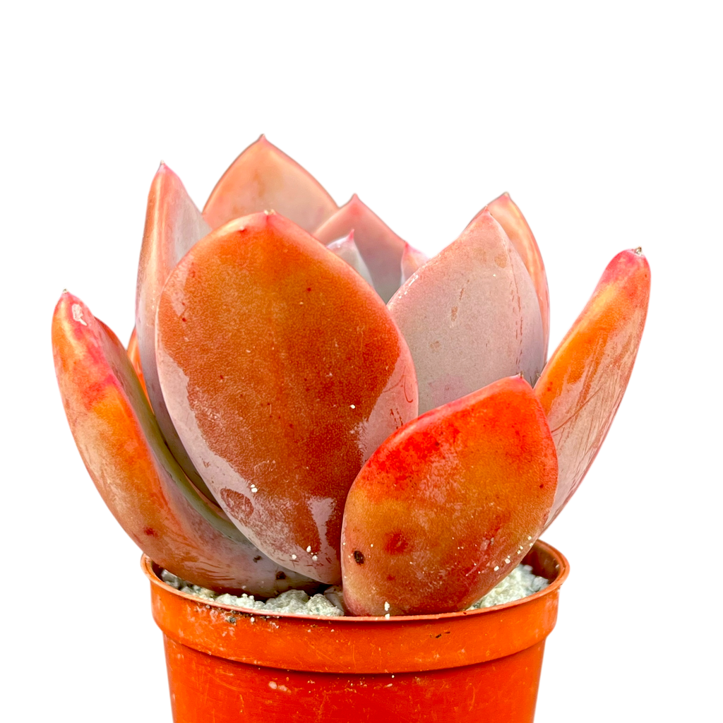 x Pachyveria 'Empress'