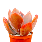 x Pachyveria 'Empress'