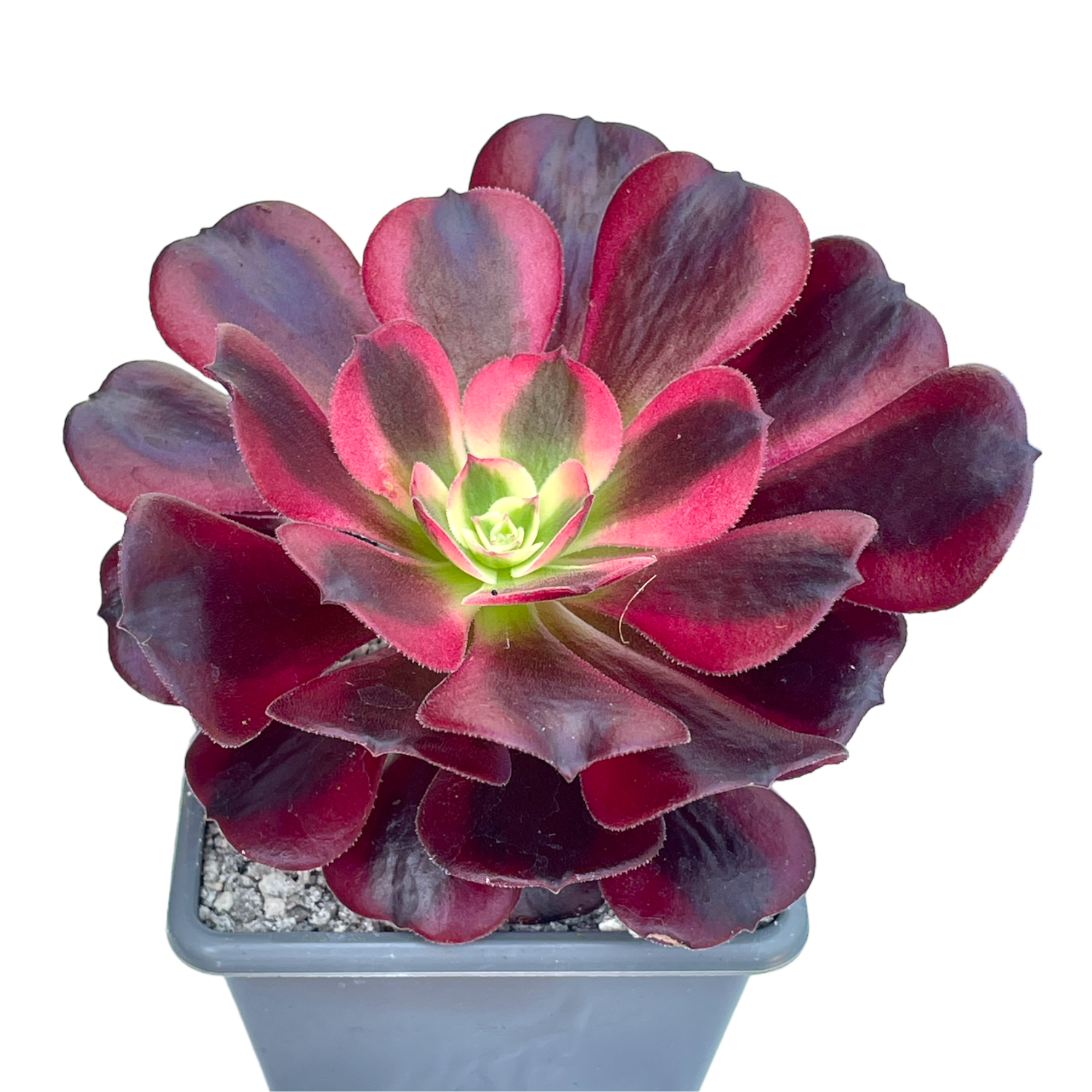 アエオニウム 'メデューサ' – Surreal Succulents アエオニウム 'メデューサ' – Surreal Succulents