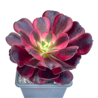 Aeonium 'Medusa'