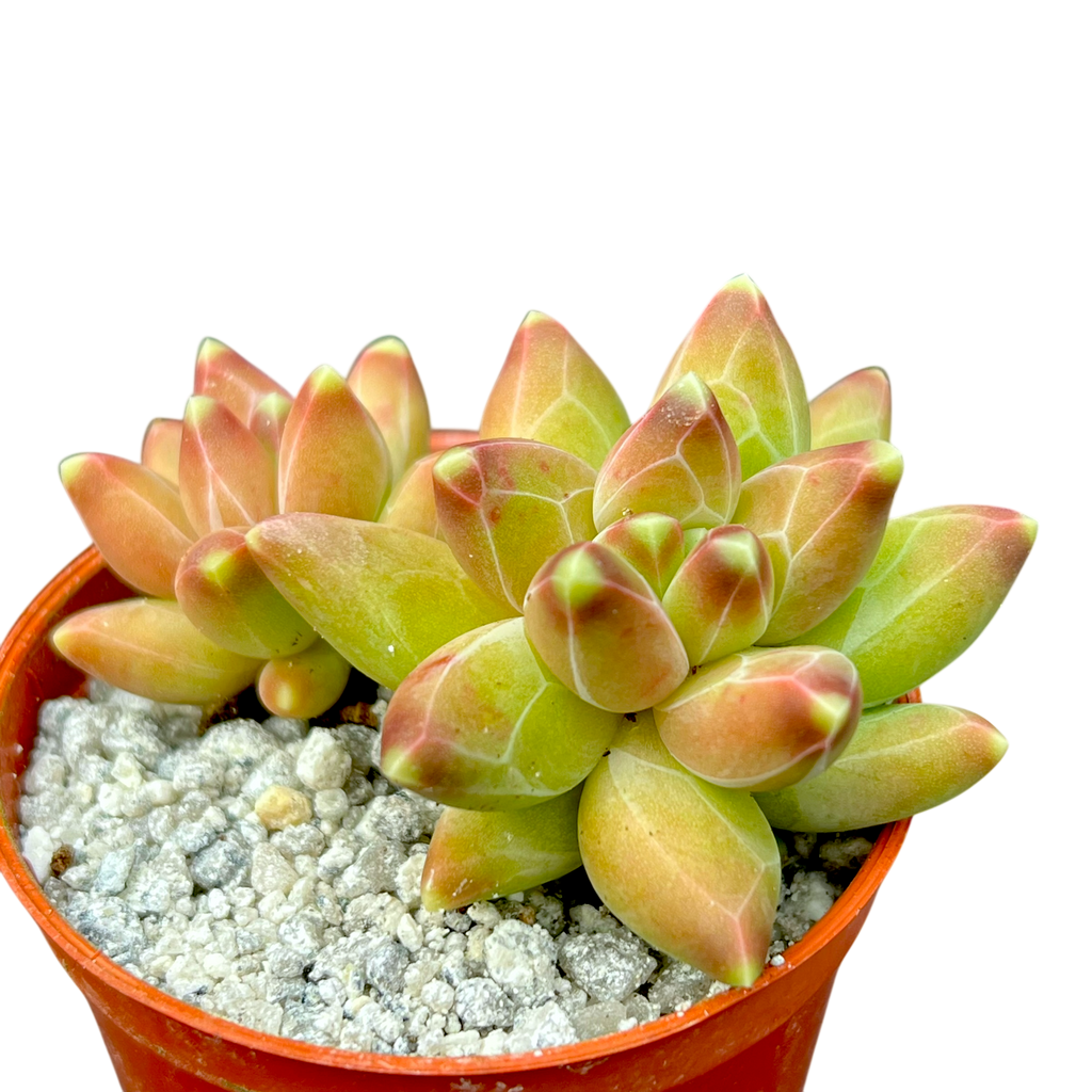 Pachyphytum compactum | Little Jewel