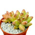 Pachyphytum compactum | Little Jewel