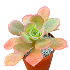 Aeonium gorgoneum