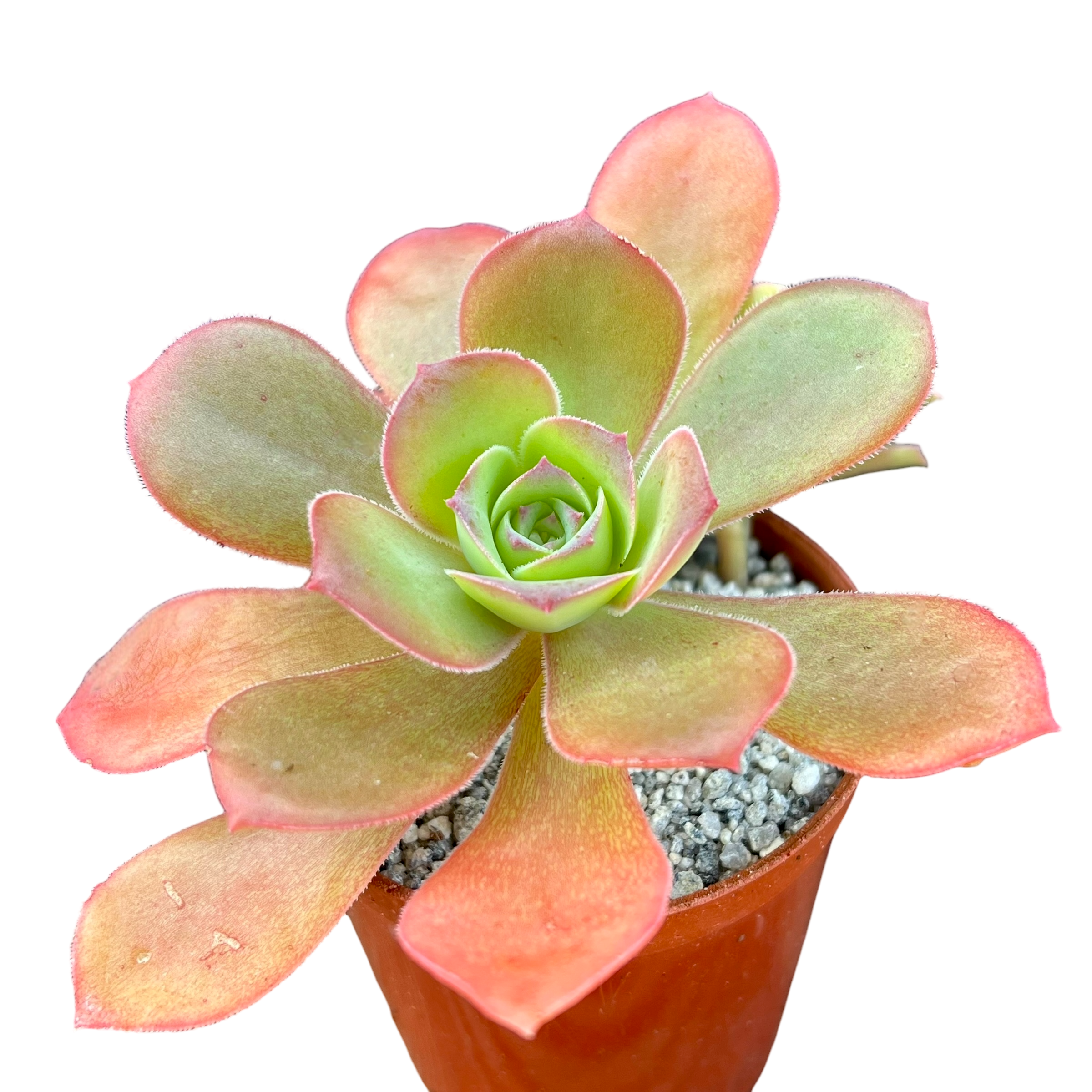Aeonium gorgoneum
