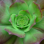 x Semponium 'Darwin'