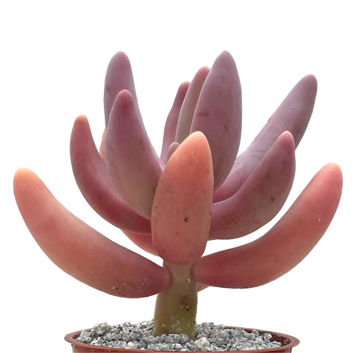 x Pachysedum 'Ganzhou'