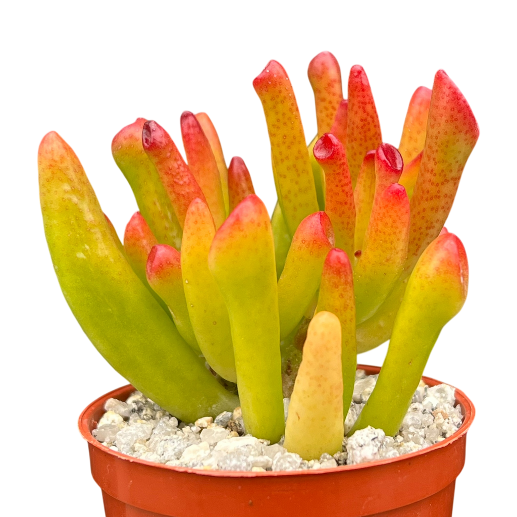 Crassula 'Horn Tree'