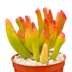 Crassula 'Horn Tree'