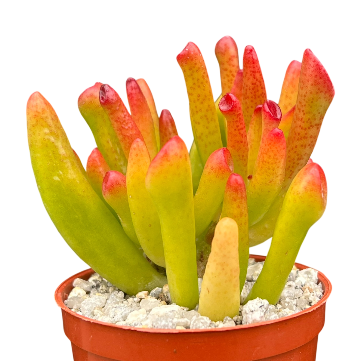 Crassula 'Horn Tree'