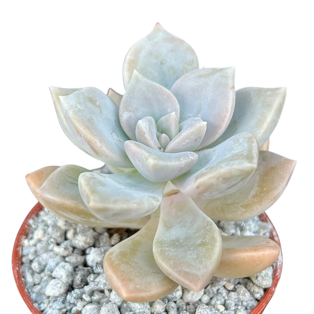 x Graptoveria 'Koala'