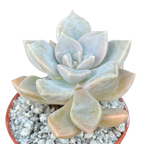 x Graptoveria 'Koala'