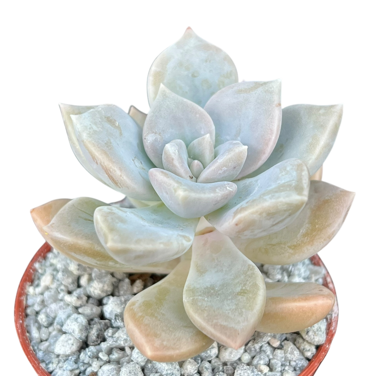 x Graptoveria 'Koala'