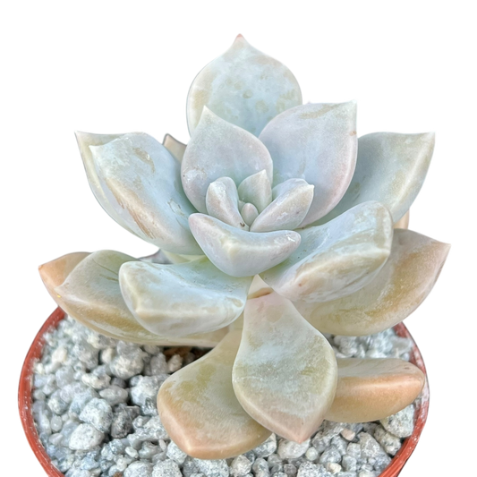 x Graptoveria 'Koala'