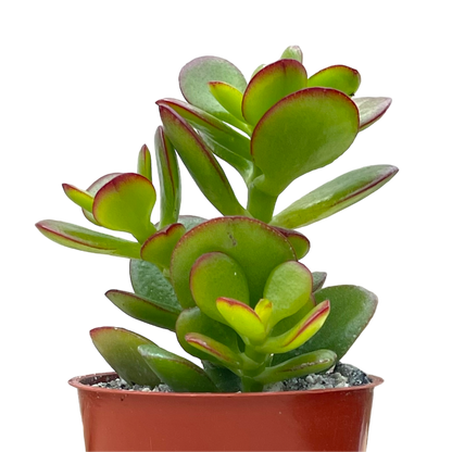 Crassula ovata minima