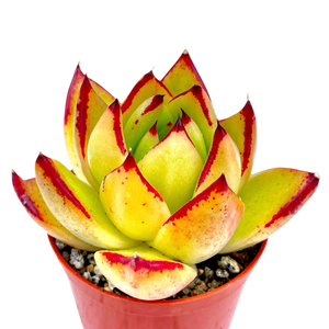 Echeveria agavoides 'Maria'