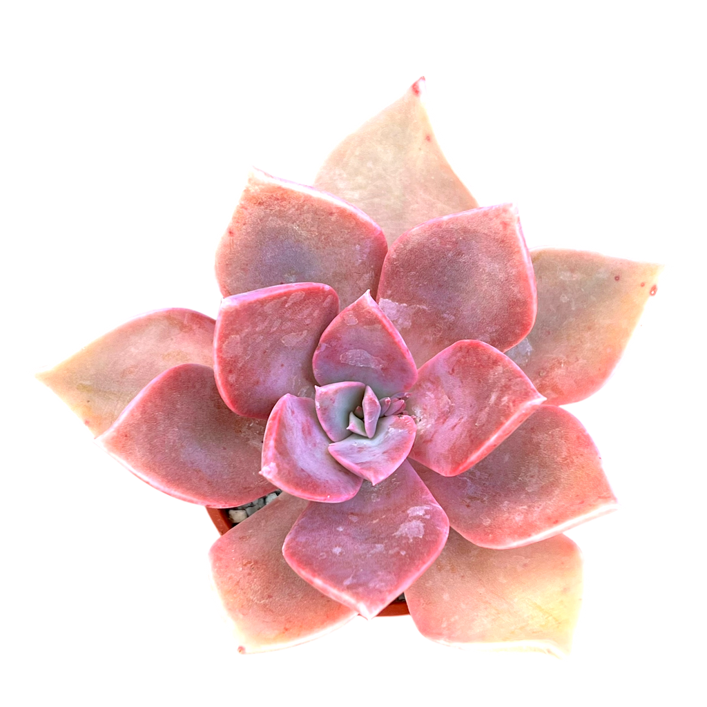 x Graptoveria 'Douglas Huth'