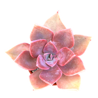 x Graptoveria 'Douglas Huth'