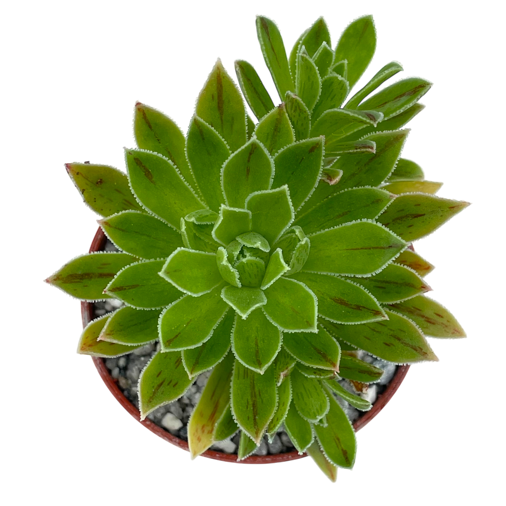 Aeonium x barbatum