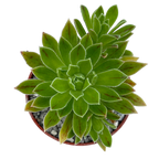 Aeonium x barbatum
