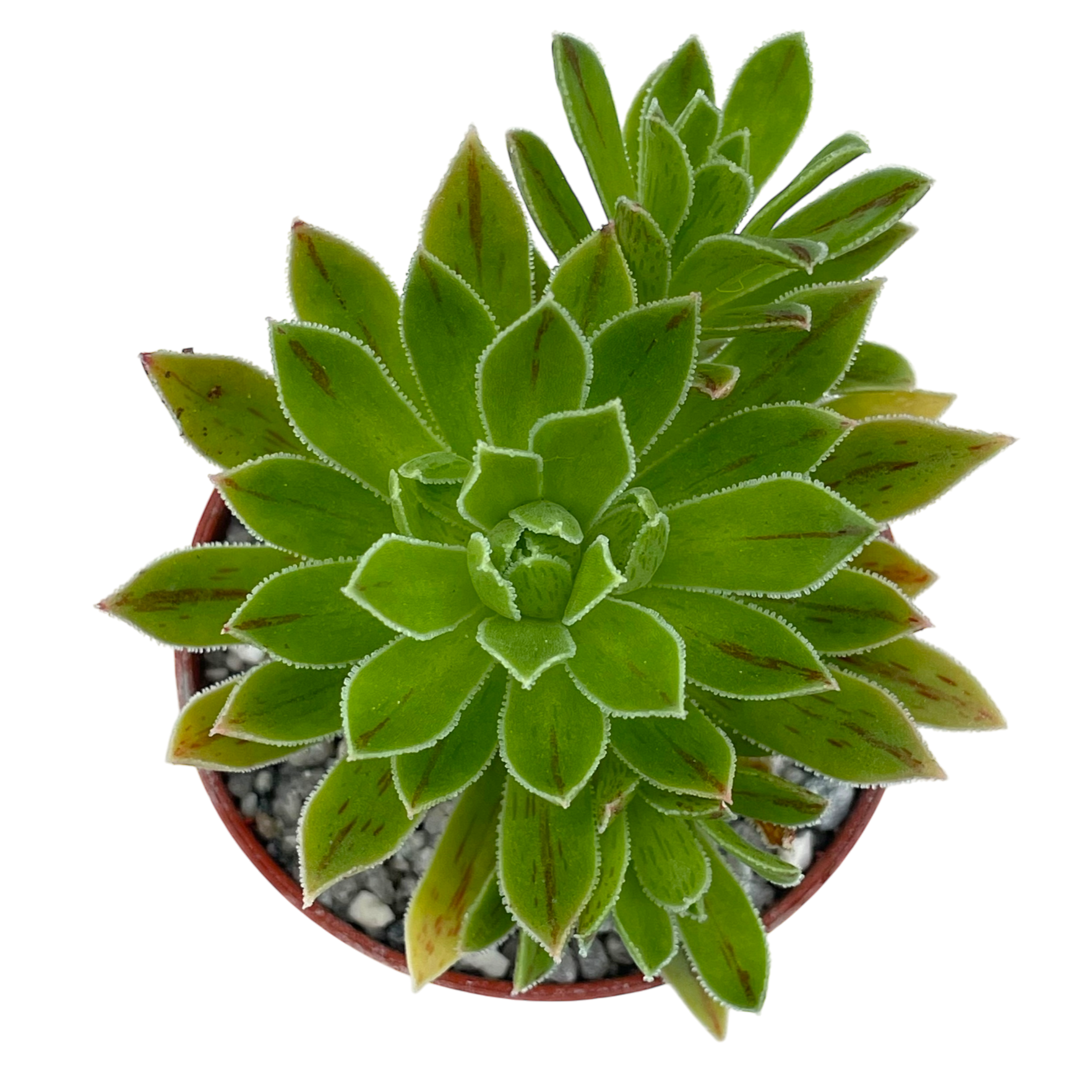 Aeonium x barbatum