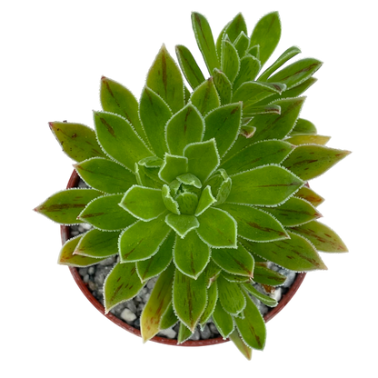 Aeonium x barbatum