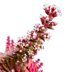 Crassula capitella ssp. thyrsiflora variegata