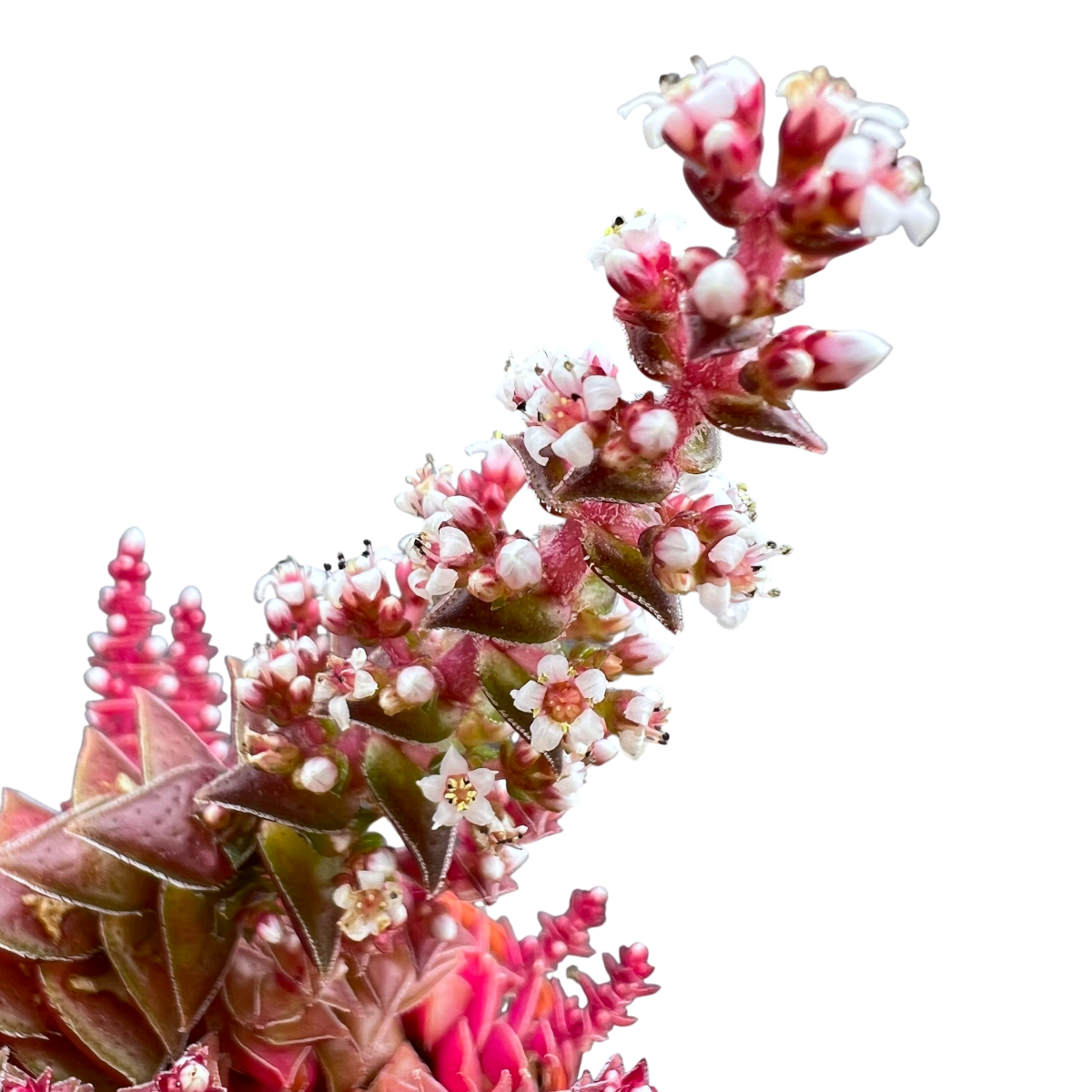 Crassula capitella ssp. thyrsiflora variegata