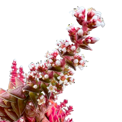 Crassula capitella ssp. thyrsiflora variegata