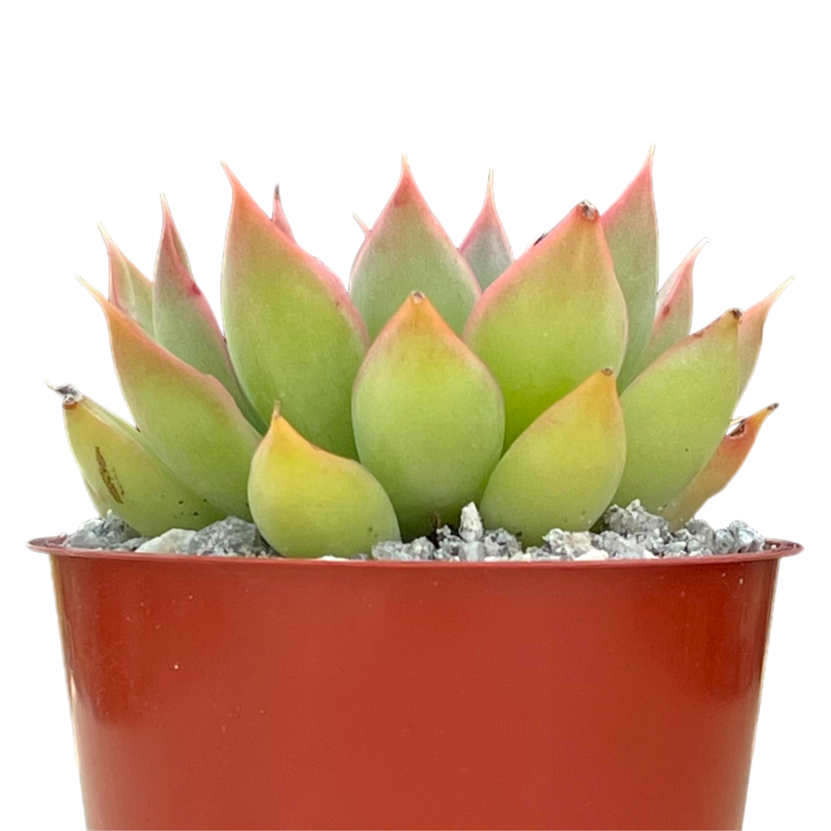 Echeveria 'Sagita'