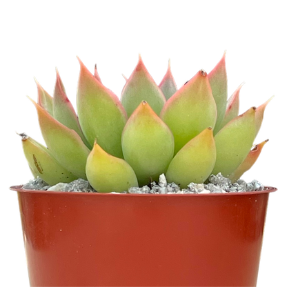 Echeveria 'Sagita'