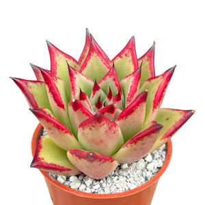 paul bunyan succulent Echeveria 'Paul Bunyan' – Surreal Succulents