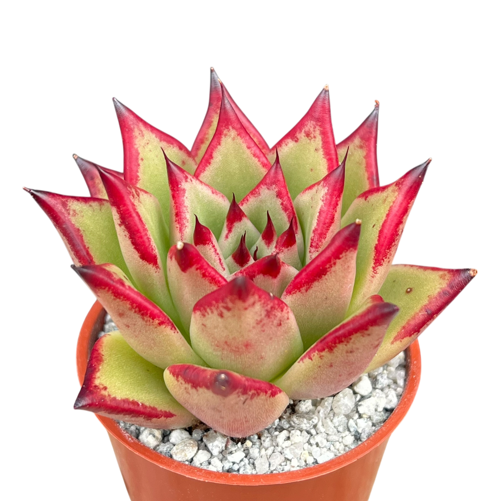 Echeveria agavoides 'Dragon's Tooth'