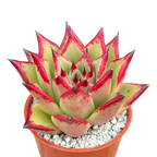 Echeveria agavoides 'Dragon's Tooth'