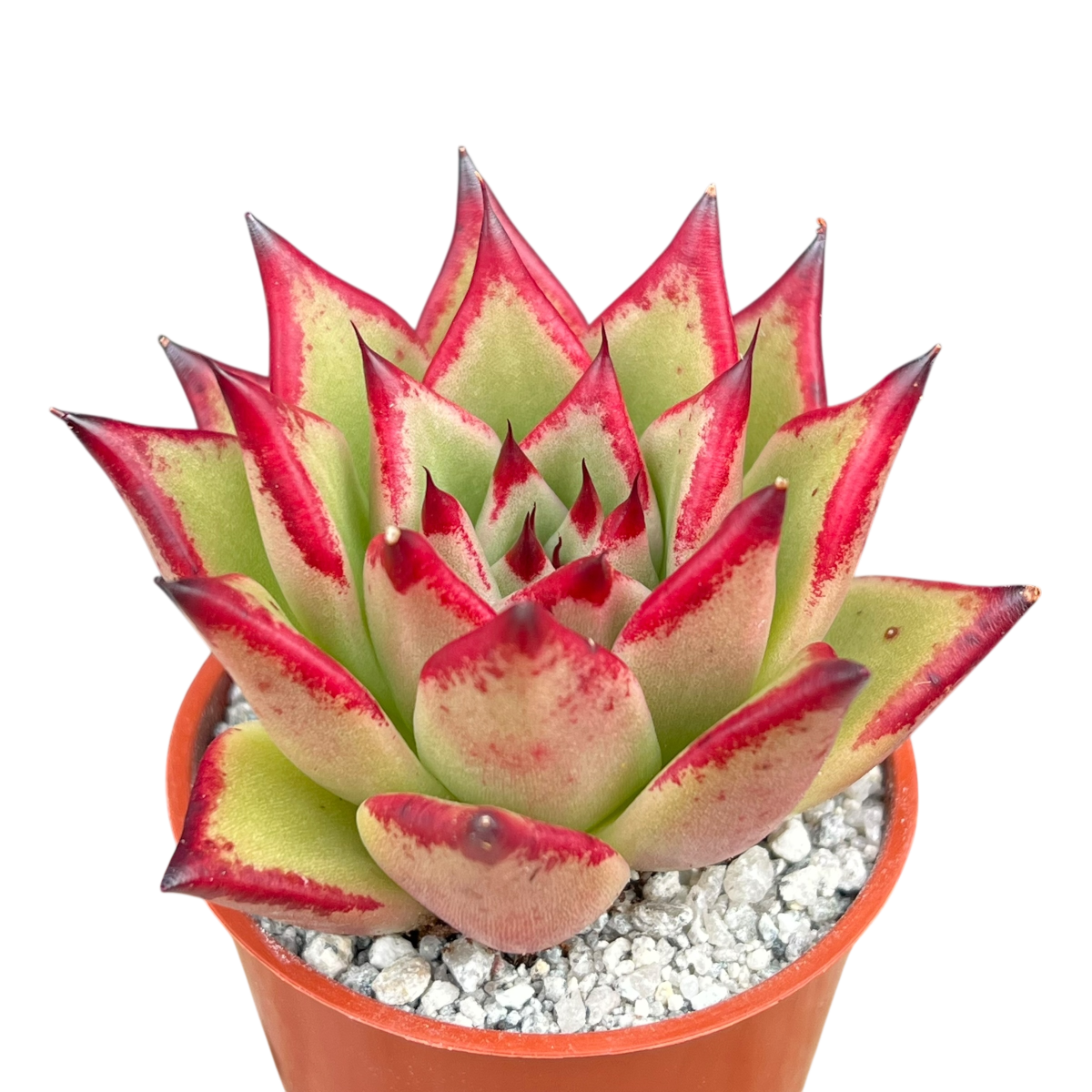 Echeveria agavoides 'Dragon's Tooth'