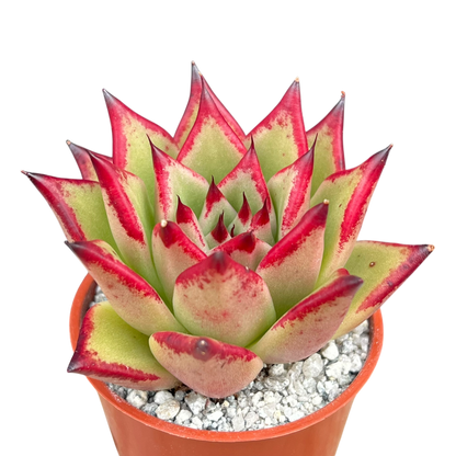 Echeveria agavoides 'Dragon's Tooth'
