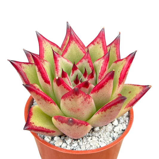 Echeveria agavoides 'Dragon's Tooth'