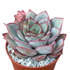 Echeveria 'Moon Goddess'
