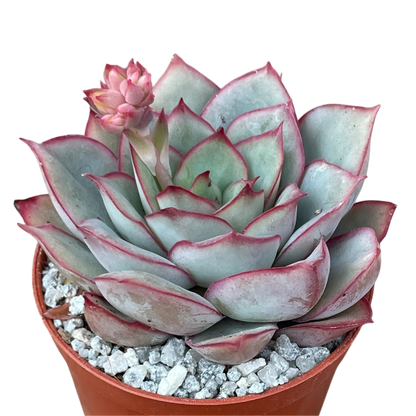 Echeveria 'Moon Goddess'