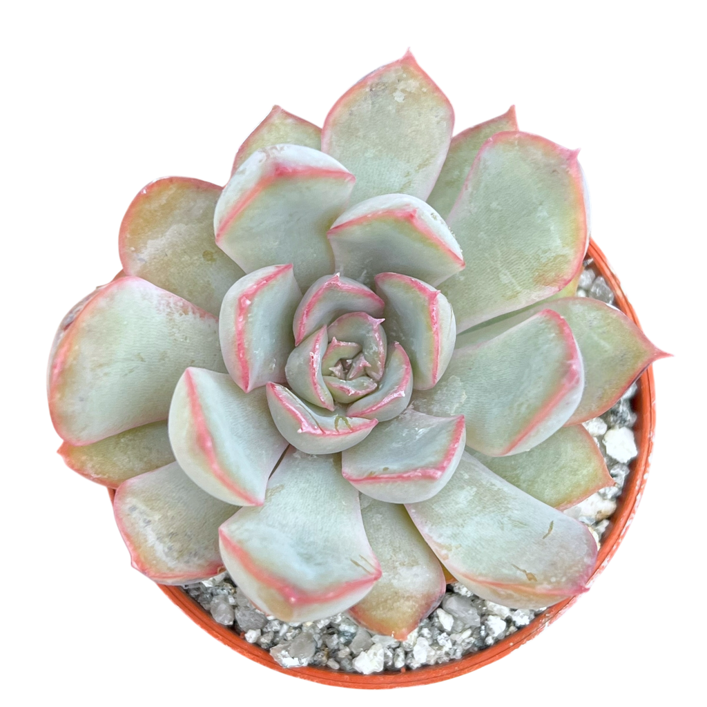Echeveria 'Hercules'