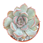 Echeveria 'Hercules'