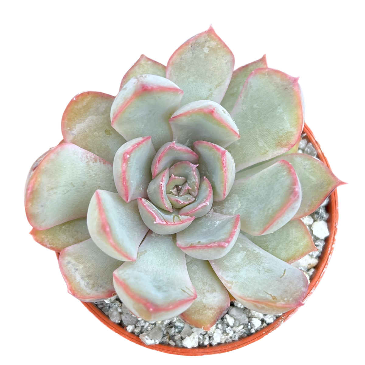 Echeveria 'Hercules'