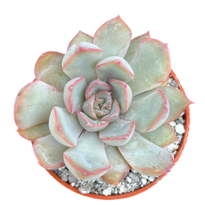 Echeveria 'Hercules'