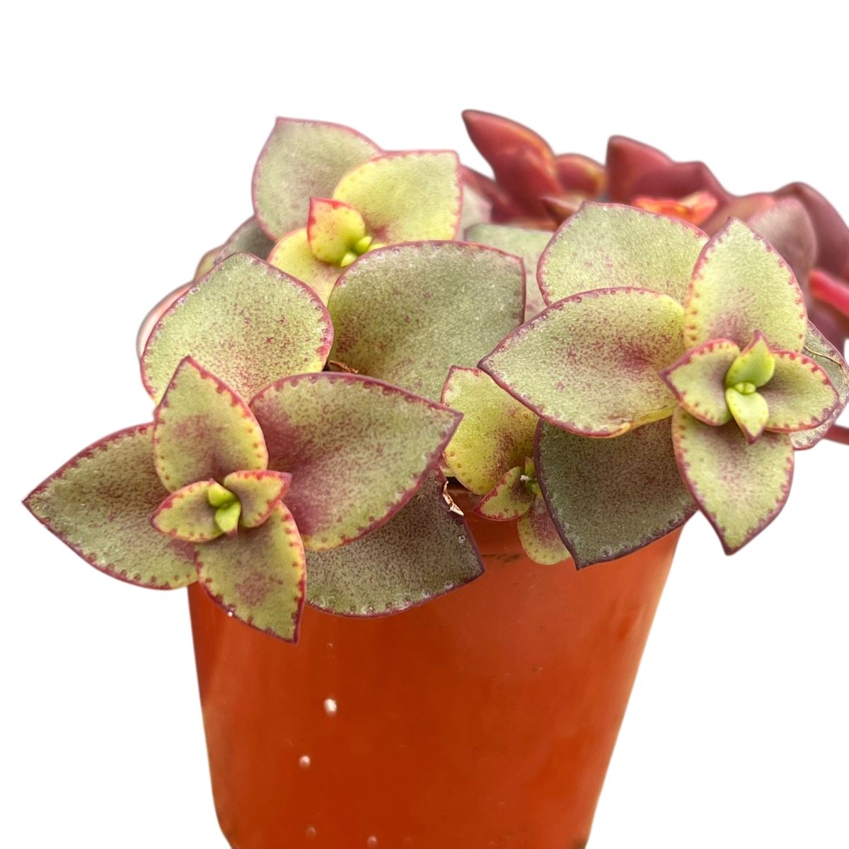 Crassula Rubra Variegata ‘Marginalis’ – Live Succulent, 3.5” Pot