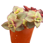 Crassula pellucida ssp. marginalis 'Rubra'