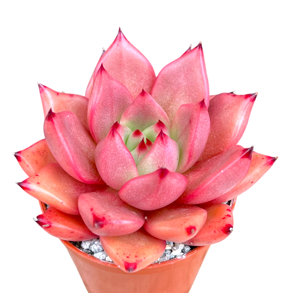 Echeveria agavoides 'Romeo'