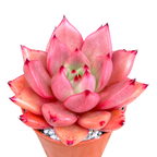 Echeveria agavoides 'Romeo'